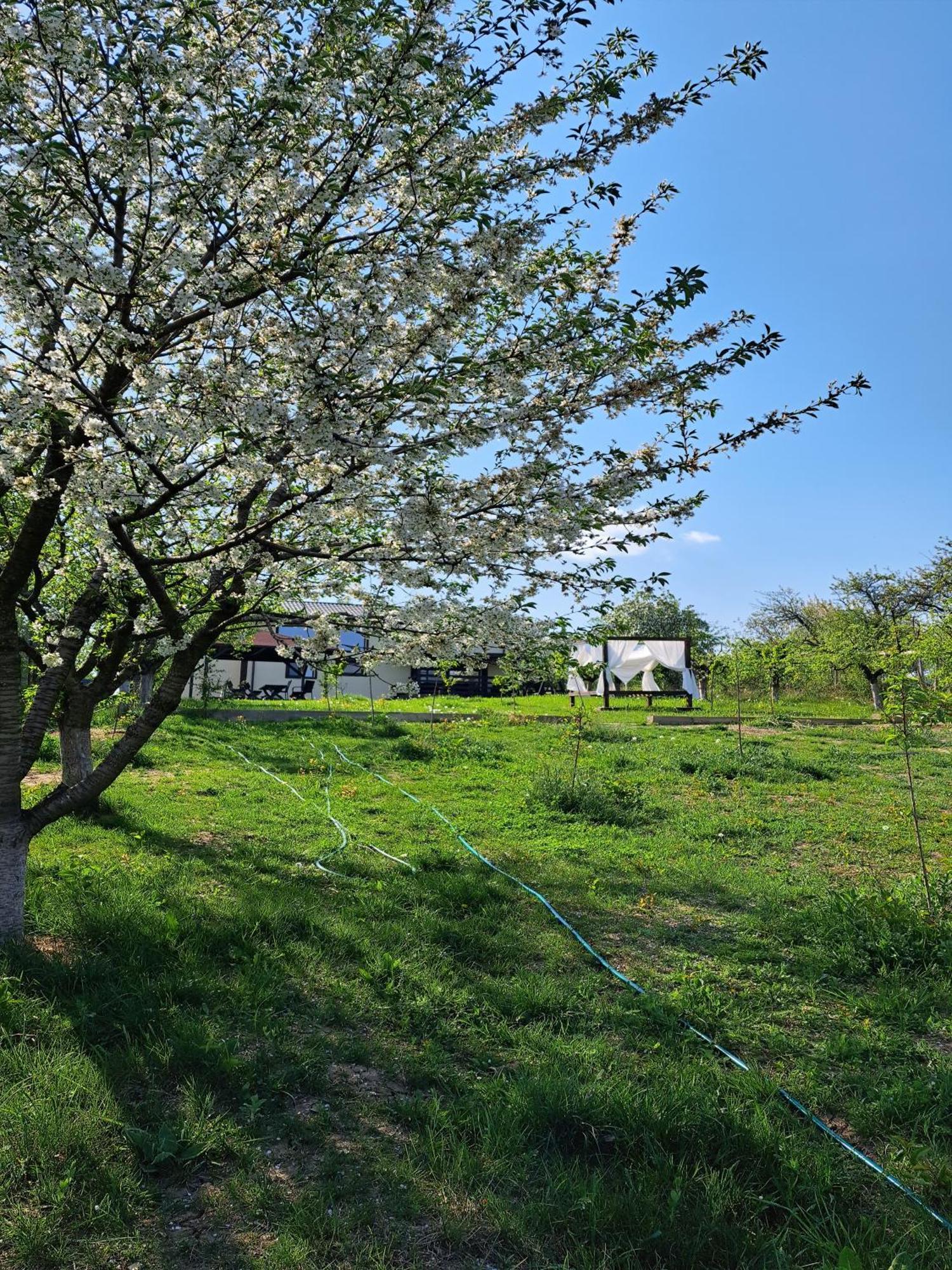 Casa 3 Catei Veseli Villa Seciu Cameră foto